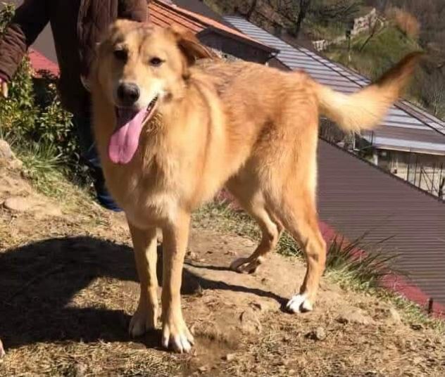ELIO UN'OCCASIONE PER VIVERE, CANE IN ADOZIONE - Foto 2