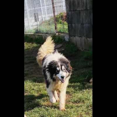 PEGGY CAGNOLINA IN ADOZIONE - Foto 3