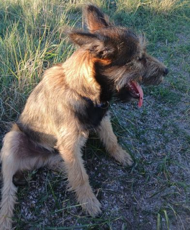 Oreste  11mesi bellissimo URGENTE CASA!! OLBIA - Foto 2
