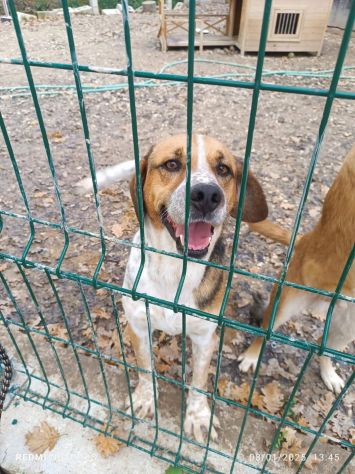 BENNY LA DOLCEZZA, CAGNOLINO IN ADOZIONE - Foto 6