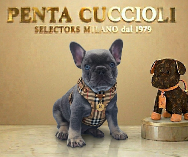 BULLDOG FRANCESE - BOULEDOGUE CUCCIOLI BLU pag agevolato
