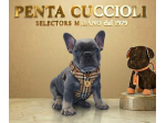 BULLDOG FRANCESE - BOULEDOGUE CUCCIOLI BLU pag agevolato