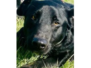 CANE IN ADOZIONE: AARON