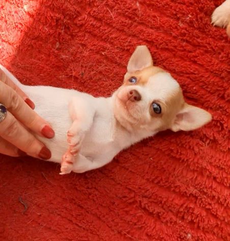 Chihuahua femmina pedigree - Foto 3