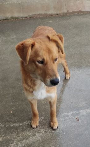 ZACK E FABER IN RECLUSIONE SENZA COLPA. CAGNOLINI IN ADOZIONE - Foto 5