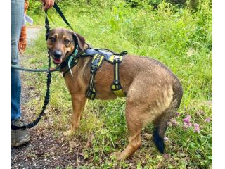 Lola: socievole, equilibrata, affettuosa