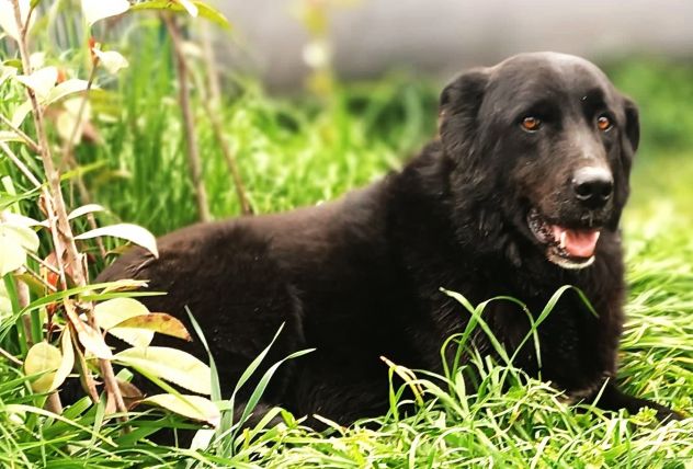 Connor, cerca casa (adozione del cuore) - Foto 3