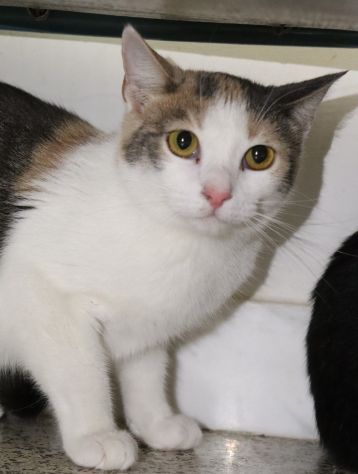 ELODIE: gattina tricolore di 8 mesi circa - Foto 2