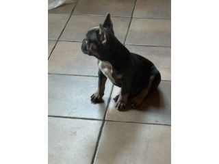 Bulldog francese