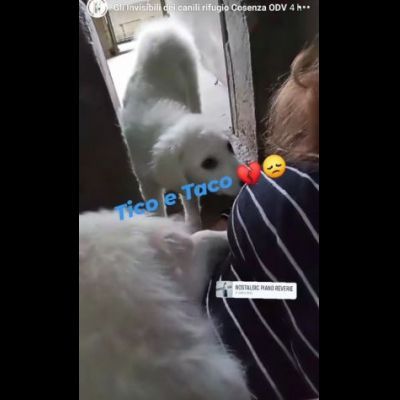 TICO E TACO MERAVIGLIE DI CUCCIOLI MIX GOLDEN/PMA IN ADOZIONE - Foto 6