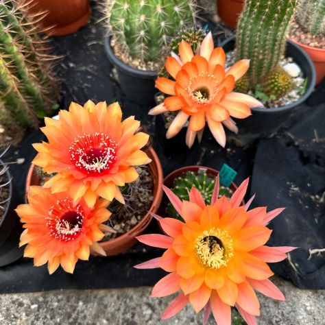 Piante grasse dai fiori spettacolari - Foto 3