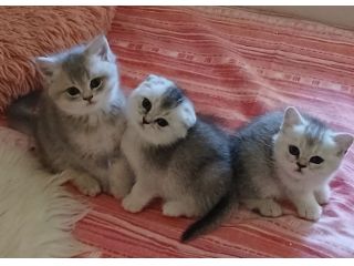 Cuccioli Straight/Fold