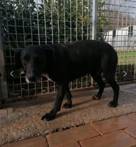 Tommy nero entrato in canile 8anni fa,mai 1chiamata! SOS URBINO - Foto 3