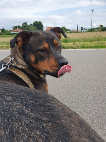 Tiglio, a Milano, cucciolone di 1,5 anni - Foto 2