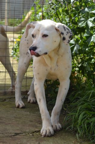 Fergus , cucciolo di 8 mesi in adozione - Foto 6