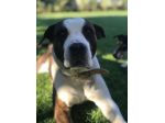 DINO, American Staffordshire Terrier
