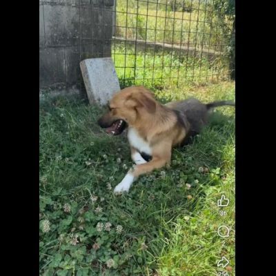 MOCKY CERCA UN AMICO AMOREVOLE CUCCIOLO IN ADOZIONE - Foto 5
