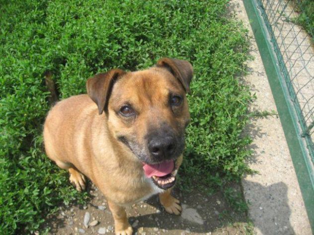 AMBROGINO, adorabile cagnolino - Foto 4