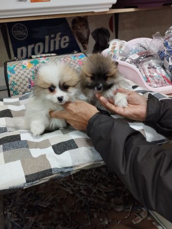 Cuccioli di volpini pomerania particolor