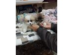 Cuccioli di volpini pomerania particolor