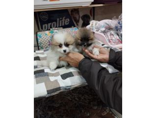 Cuccioli di volpini pomerania particolor