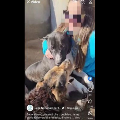 SILVESTRO DESIDERIO DI CAREZZE CANE IN ADOZIONE - Foto 10