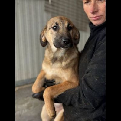 CUCCIOLI IN ADOZIONE: SHELLY ADORABILE LUPETTA TG MEDIA - Foto 3