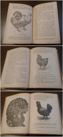 POLLICOLTURA, DEL MARCHESE G. TREVISANI, ULRICO HOEPLI 1919. - Foto 5