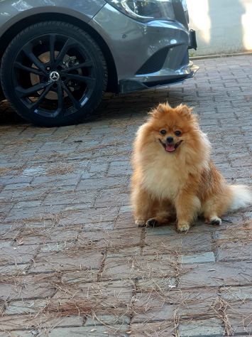 Disponibile maschio spitz di pomerania nano per monta - Foto 7
