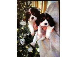 Cuccioli di Cavalier King Charles Spaniel – Eleganti e Tenerissimi!