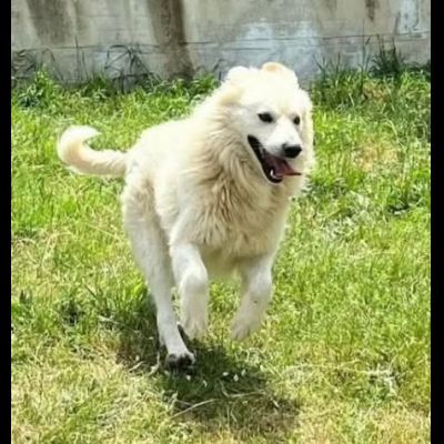 RUNNER cerca casa CANE IN ADOZIONE - Foto 8