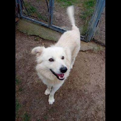 RUNNER cerca casa CANE IN ADOZIONE - Foto 10