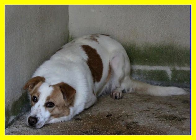REA, SPAVENTATA, DA SEMPRE IN CANILE CERCA CASA - Foto 4