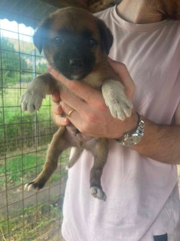 Ughetto cucciolo - Foto 2