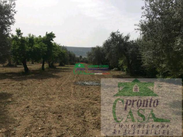 TERRENO AGRICOLO CON POSSIBILITA' EDIFICATORIA - Foto 3