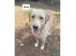 Kora simil labrador