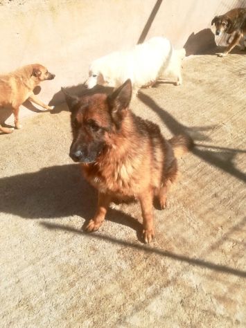 AXEL E’ UN PASTORE TEDESCO DI 5 ANNI - Foto 3