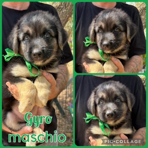 Regalo cuccioli - Foto 5