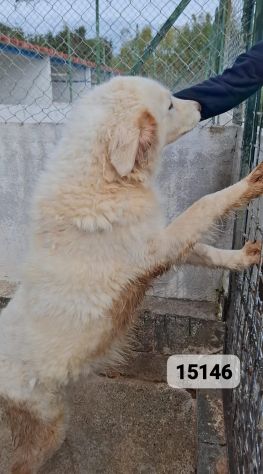 BONNIE 4 ANNI TAGLIA GRANDE - Foto 2
