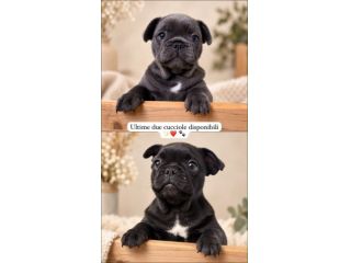 Ultime 2 cucciole di Bulldog Francese disponibili.