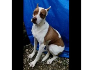 ELIO UN'OCCASIONE PER VIVERE,  CANE IN ADOZIONE