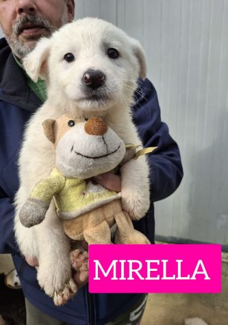 CUCCIOLI 2 MESI taglia media grande IN CANILE - Foto 2