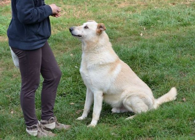 MOLLICA, dolce mix labrador - Foto 4