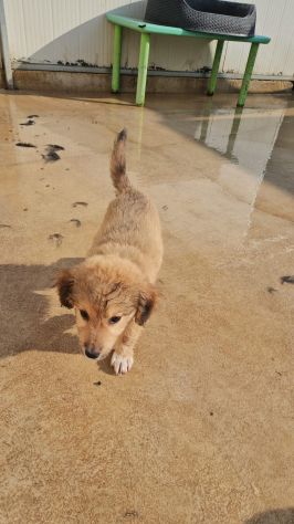 Uli: 3 mesi taglia contenuta - Foto 5