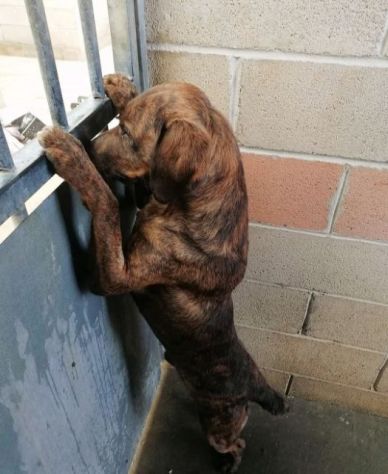 RUDY, CAGNOLINO IN ADOZIONE - Foto 10