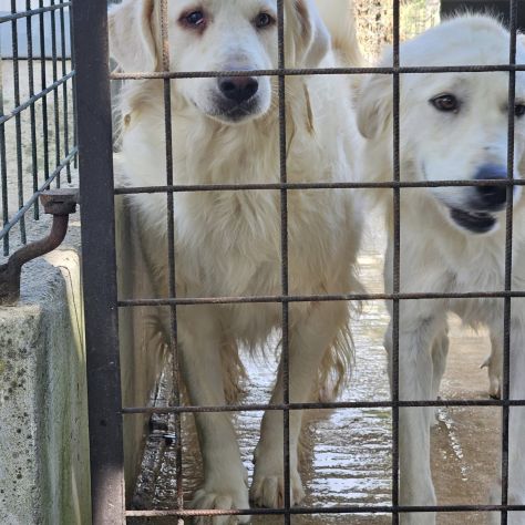DANTE E ULISSE MIX PMA E GOLDEN CERCANO CASA, CANI IN ADOZIONE - Foto 5
