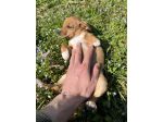 Maltese per Pinscher