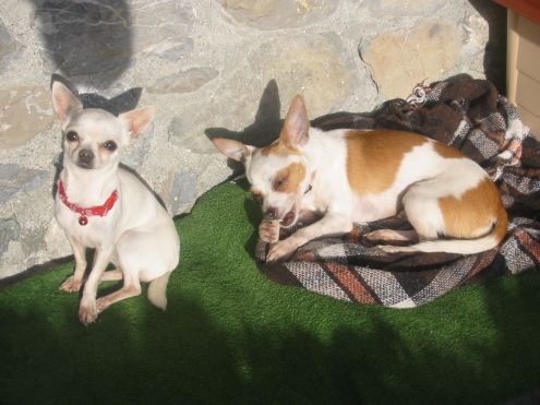 Pensione piccoli cani