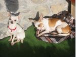 Pensione piccoli cani