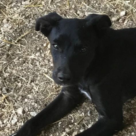 Nerino 2anni e 1/2 medio piccolo qualcuno lo vorrà? FROSINONE